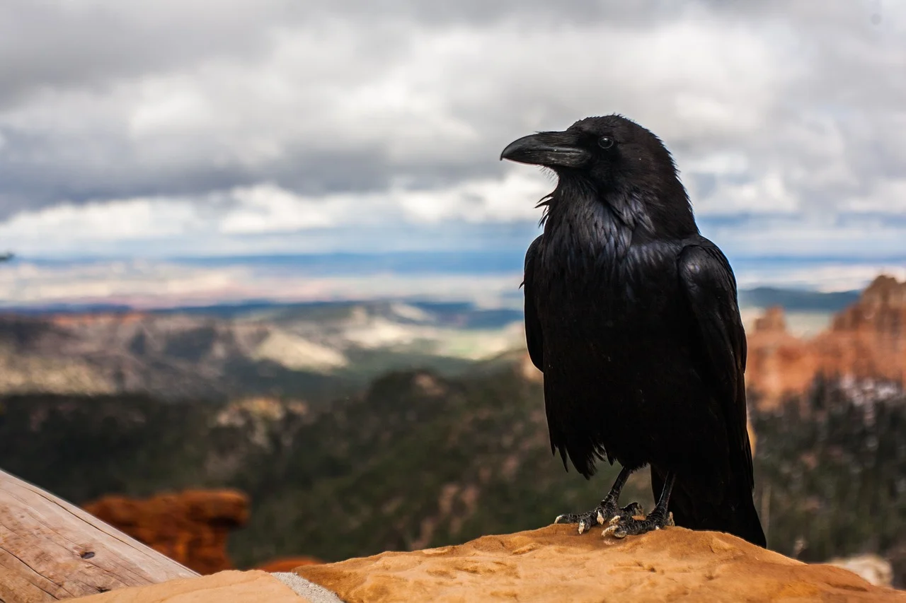 Como falar sobre a morte pode ajudar a viver? crow 828944 1280